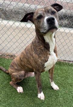 LOUIE -  Mixed Breed Dog for Adoption in Columbia, South Carolina - LOUIE | PetCurious