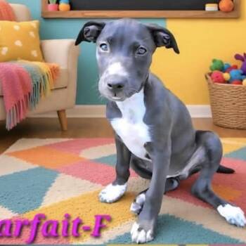 Parfait -  Australian Cattle Dog Blue Heeler and Australian Shepherd Dog for Adoption in Austin, Texas - Parfait | PetCurious