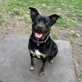 Australian Kelpie Dogs Available for Adoption in Leon, Kansas - Mango | PetCurious