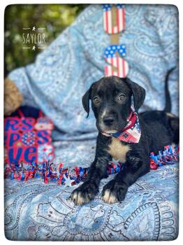 Saylor -  American Bulldog and Pit Bull Terrier Dog for Adoption in Sebring, Florida - Saylor | PetCurious