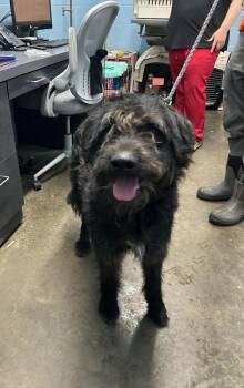 Stone -  Labradoodle Dog for Adoption in Evansville, Indiana - Stone | PetCurious