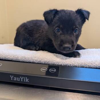 Lily -  Black Labrador Retriever and Mixed Breed Dog for Adoption in Pasadena, California - Lily | PetCurious