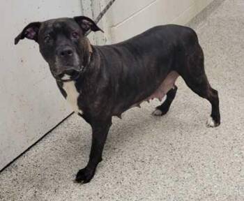 Harriet -  Pit Bull Terrier and Mastiff Dog for Adoption in Kansas City, Missouri - Harriet | PetCurious