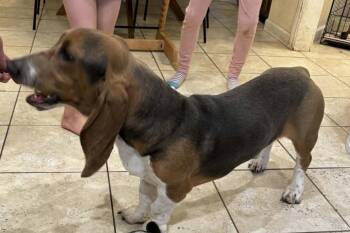 Basset Hound Dogs Available for Adoption - Copper G | PetCurious