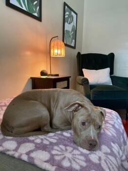 Pit Bull Terrier Dogs Available for Adoption - Jade | PetCurious