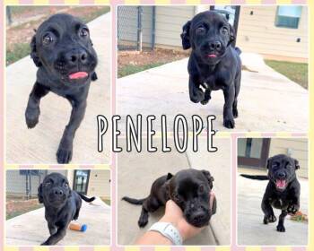 Penelope -  Dachshund Dog for Adoption in Universal City, Texas - Penelope | PetCurious