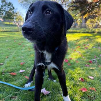 Carson -  Border Collie and Black Labrador Retriever Dog for Adoption in Brockport, New York - Carson | PetCurious