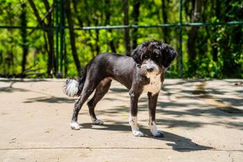 Guppy -  Poodle Dog Available for Adoption in Morgantown, West Virginia - Guppy | PetCurious