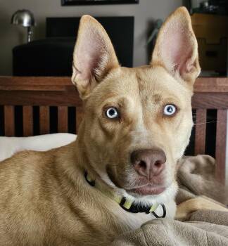 Husky and Labrador Retriever Dogs Available for Adoption - Stella  | PetCurious