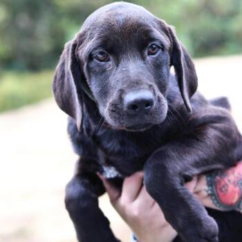 CT Savannah -  Black Labrador Retriever and Mixed Breed Dog for Adoption in Eastford, Connecticut - CT Savannah | PetCurious