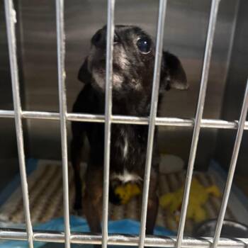 Bon Bon Bonnie -  Chihuahua Dog for Adoption in Savannah, Georgia - Bon Bon Bonnie | PetCurious