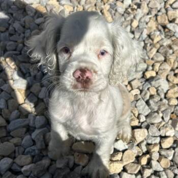 Opal -  Cocker Spaniel Dog for Adoption in St. Louis, Missouri - Opal | PetCurious