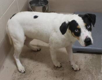 Australian Shepherd and Labrador Retriever Dogs Available for Adoption in Lawrenceville, Georgia - Pen 109d Marcie | PetCurious