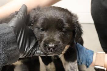 Mixed Breed Dogs Available for Adoption in Columbia, South Carolina - BEAR | PetCurious