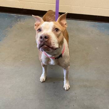 Dandy -  Mixed Breed Dog for Adoption in Memphis, Tennessee - Dandy | PetCurious