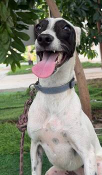 Raccoon -  Whippet and Italian Greyhound Dog for Adoption in Ramona, California - Raccoon | PetCurious