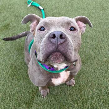 Fink -  American Bully and Pit Bull Terrier Dog for Adoption - Fink | PetCurious