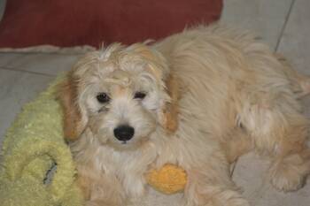 Maltese and Spaniel Dogs Available for Adoption in Alafaya, Florida - Marcus | PetCurious