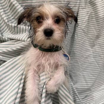 Damon -  Yorkshire Terrier and Miniature Poodle Dog for Adoption in Chicago, Illinois - Damon | PetCurious