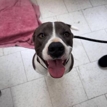 Mixed Breed Dogs Available for Adoption - Frosted Blueberry | PetCurious