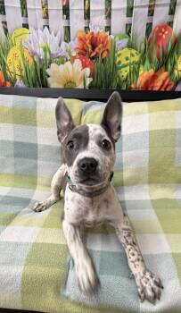 Bull Terrier and Staffordshire Bull Terrier Dogs Available for Adoption in Grove, Oklahoma - Zendaya | PetCurious