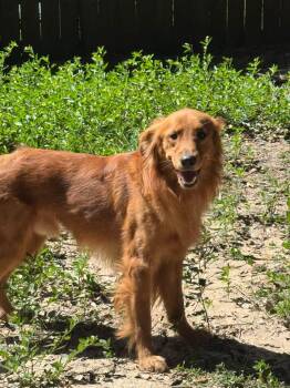 Perni -  Golden Retriever Dog for Adoption in Navarre, Florida - Perni | PetCurious