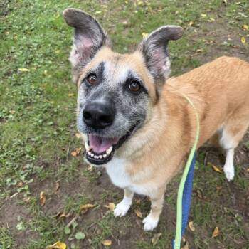 Zoie -  Shepherd and Husky Dog for Adoption in Phoenixville, Pennsylvania - Zoie | PetCurious