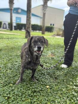 Jill - 1 -  Catahoula Leopard Dog and Labrador Retriever Dog for Adoption in Daytona Beach, Florida - Jill - 1 | PetCurious