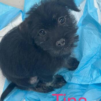 Mixed Breed Dogs Available for Adoption - Tina | PetCurious