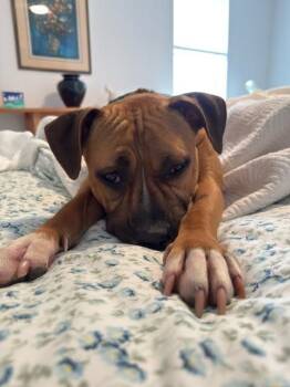 Mixed Breed Dogs Available for Adoption in New York, New York - Carla | PetCurious