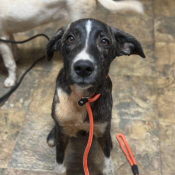 Marcellus -  Mixed Breed Dog for Adoption in Columbia, South Carolina - Marcellus | PetCurious