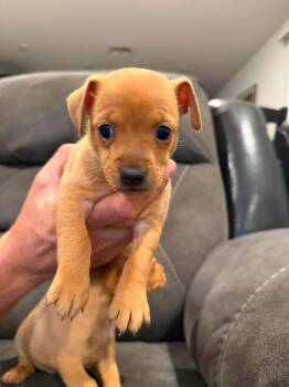 Pluto -  Chihuahua Dog for Adoption in Lodi, California - Pluto | PetCurious