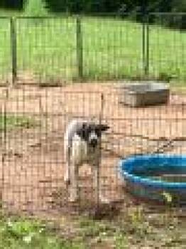 Rescue Australian Cattle Dog Blue Heeler Dogs for Adoption in Ruston, Louisiana - Ono | PetCurious
