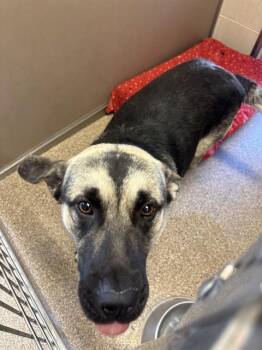 GOLIATH -  German Shepherd Dog and Mixed Breed Dog for Adoption in Albuquerque, New Mexico - GOLIATH | PetCurious