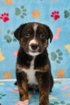 ALCARAZ -  German Shepherd Dog Dog for Adoption in Miami, Florida - ALCARAZ | PetCurious