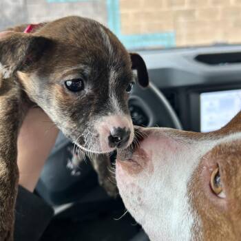 Mixed Breed Dogs Available for Adoption - Gem | PetCurious