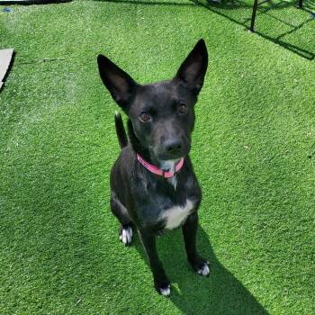 Labrador Retriever and Australian Kelpie Dogs Available for Adoption - Millie  | PetCurious