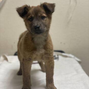 German Shepherd Dog and Mixed Breed Dogs Available for Adoption - Felicity | PetCurious