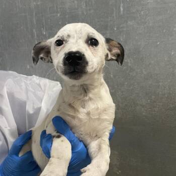 Shepherd and Terrier Dogs Available for Adoption in Edinburg, Texas - Cambrie | PetCurious