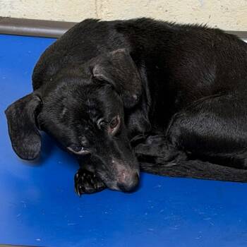 Simon -  Dachshund and Mixed Breed Dog for Adoption in Tuscaloosa, Alabama - Simon | PetCurious