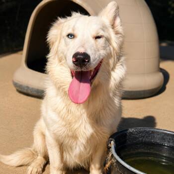 Moon -  Australian Shepherd Dog for Adoption in Sonoma, California - Moon | PetCurious
