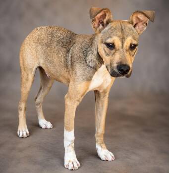 Mixed Breed Dogs Available for Adoption in Slidell, Louisiana - Pinches | PetCurious
