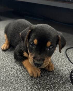 Archie -  Mixed Breed Dog for Adoption in Conway, South Carolina - Archie | PetCurious