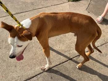 HUBBARD -  Pit Bull Terrier and Mixed Breed Dog for Adoption in Rowlett, Texas - HUBBARD | PetCurious