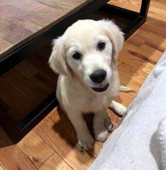 Matilda -  Golden Retriever Dog for Adoption in Bedford Hills, New York - Matilda | PetCurious