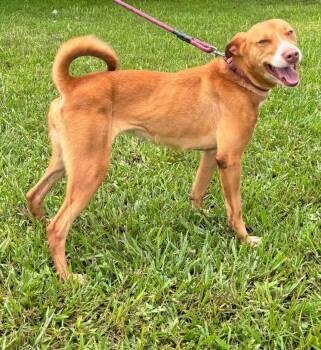 Sierra -  Hound and Labrador Retriever Dog for Adoption in San Francisco, California - Sierra | PetCurious