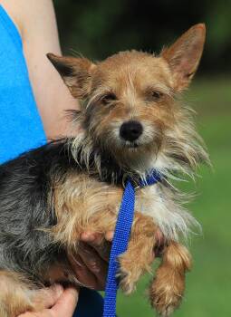 Rescue Terrier Dogs for Adoption in North Fort Myers, Florida - Knickers | PetCurious