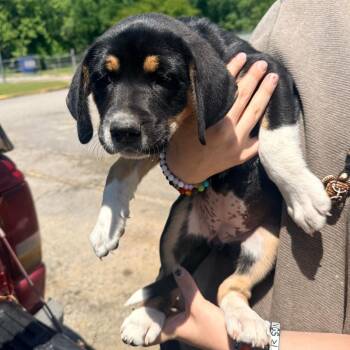 Maple -  Mixed Breed Dog for Adoption in Corinth, Mississippi - Maple | PetCurious