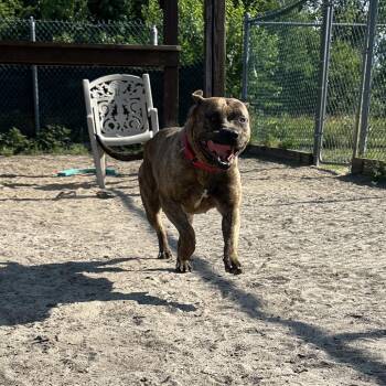 Clover -  Mixed Breed Dog for Adoption in Newark, New Jersey - Clover | PetCurious