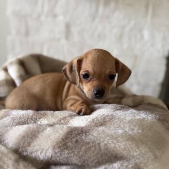 Minnie -  Chihuahua and Miniature Dachshund Dog for Adoption in Baton Rouge, Louisiana - Minnie | PetCurious